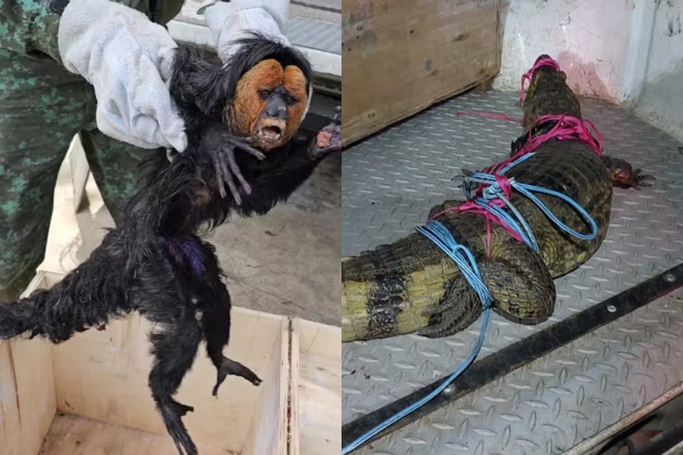 Macaco e jacaré são resgatados transitando em ruas de Manaus
