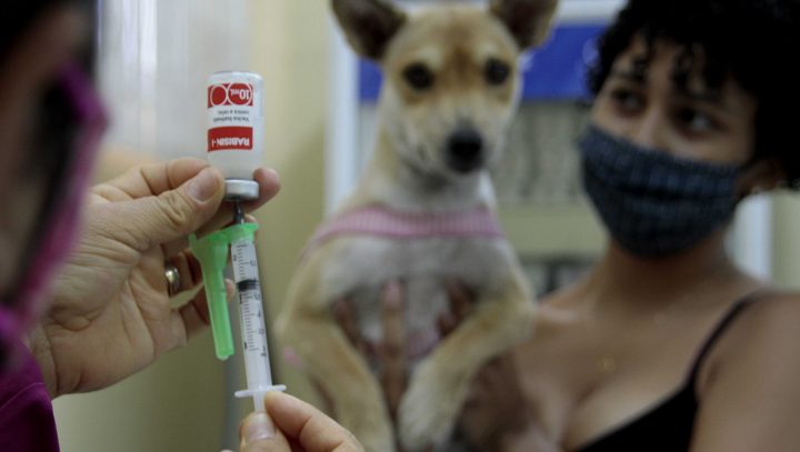Unidade móvel do CCZ retoma a vacinação antirrábica animal em Manaus