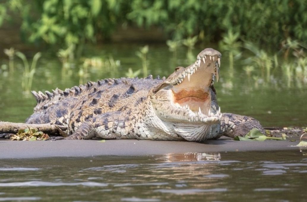 Crocodilo gigante arrasta criança que tomava banho em rio