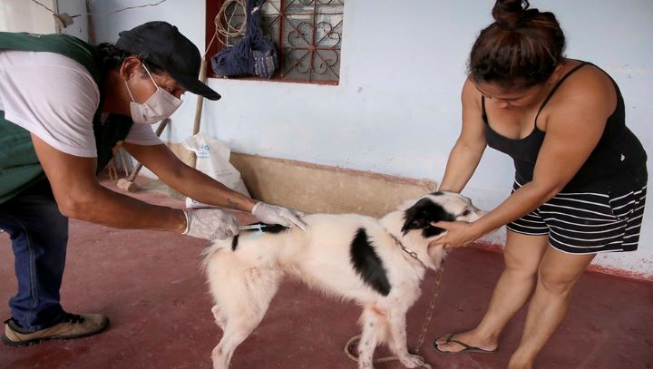 Vacinação antirrábica começa hoje na zona Norte de Manaus