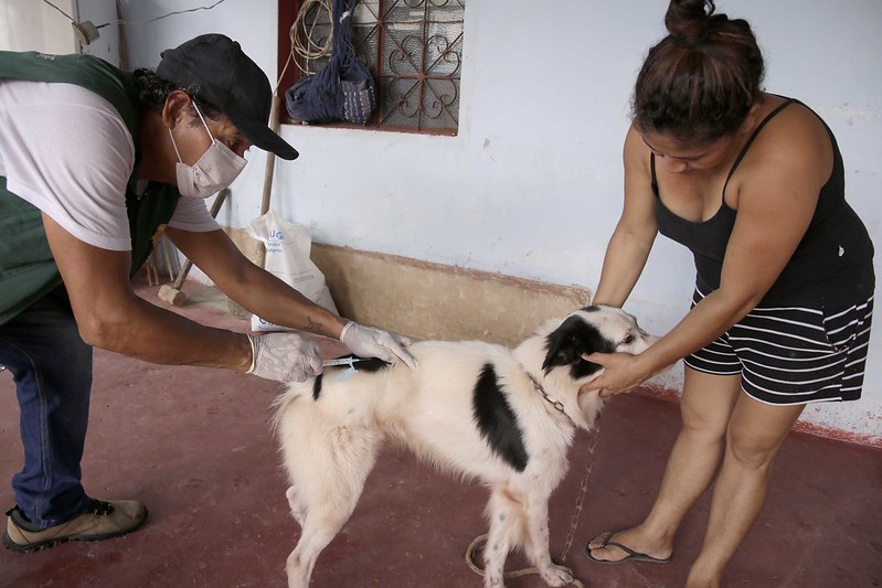 Confira a programação semanal da campanha antirrábica animal em Manaus