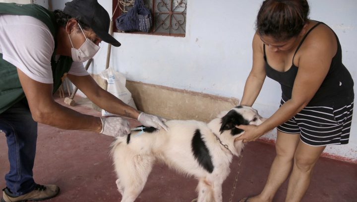 Campanha antirrábica animal inicia na próxima quinta-feira em Manaus