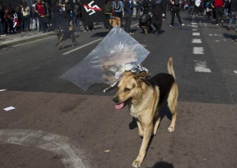 Participação de vira-latas chama atenção nas manifestações do Chile