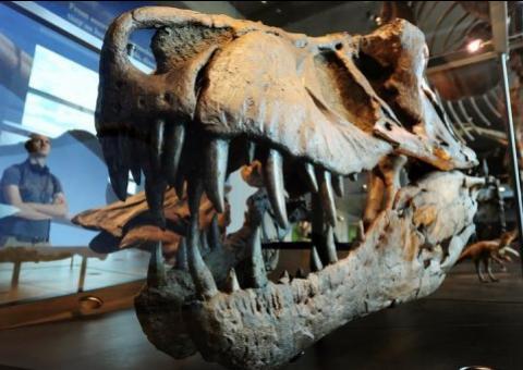 Estudo sugere que tiranossauro caçava presas vivas