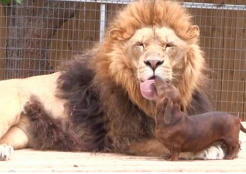 Sucesso na internet, leão que pensa que é cachorro brinca com animais, veja vídeo