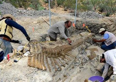 Arqueólogos descobrem cauda de dinossauro de 5 metros  no México