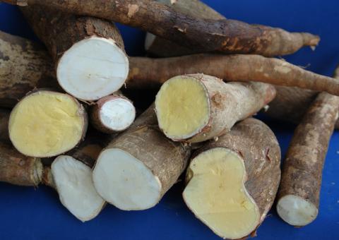 Embrapa vai ajudar a aumentar produção de mandioca para farinha no Amazonas