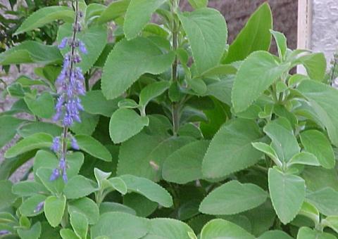 Plantas hepatoprotetoras