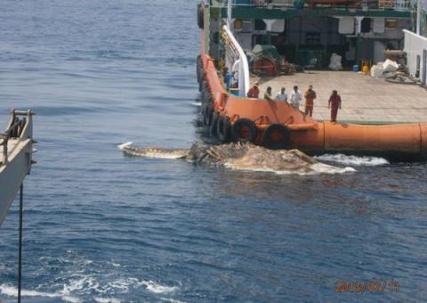 Criatura estranha encontrada pela Marinha no Golfo Pérsico