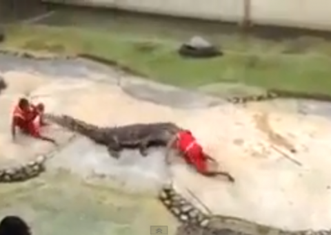Treinador leva mordida de crocodilo na cabeça