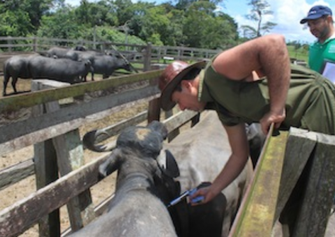 Segunda fase da campanha contra aftosa é aberta em Parintins