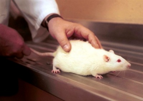 Liminar proíbe uso de animais saudáveis em estudos