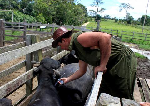 Prefeitura de Parintins apoia campanha contra febre aftosa
