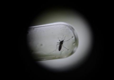 Estudo mostra interação complexa entre mosquito e vírus da dengue
