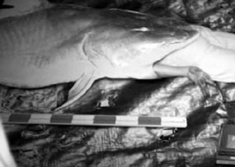 O caso do peixe gigante que engoliu um pescador no Amazonas