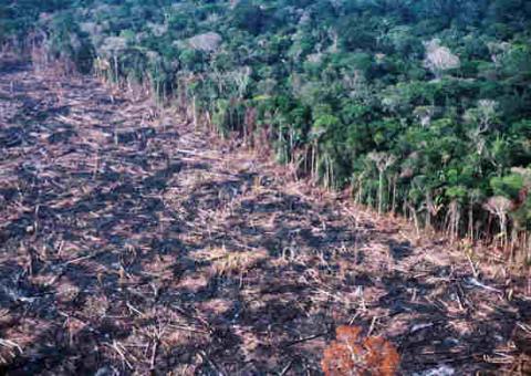 MPF e Incra assinam acordo contra desmatamento