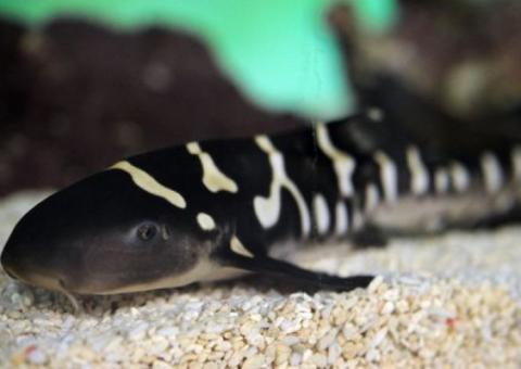 Nascimento de tubarão-zebra é filmado pela primeira vez 