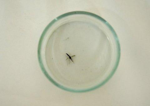 Vacina experimental oferece proteção inédita contra malária