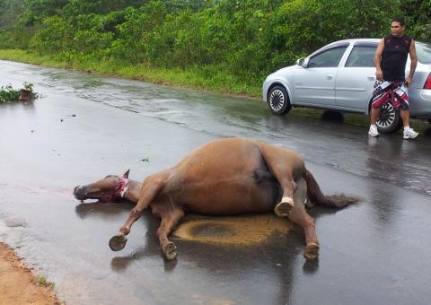 Cavalo é  estrangulado  e morto na Estrada do Tarumã 