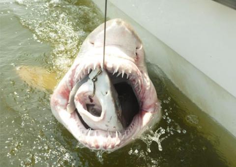 Pesquisadores fisgam tubarão enorme com outro menor na boca