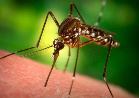 Descubra se você é um atrativo para os mosquitos