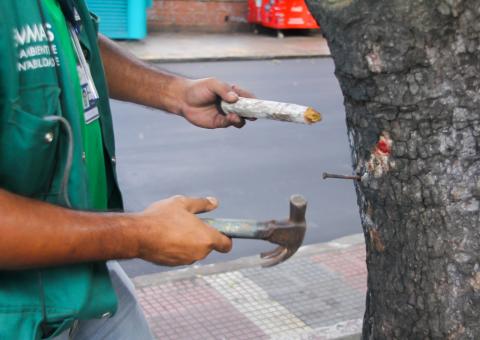  Árvores de Avenida  recebem poda de manutenção e retirada de pregos