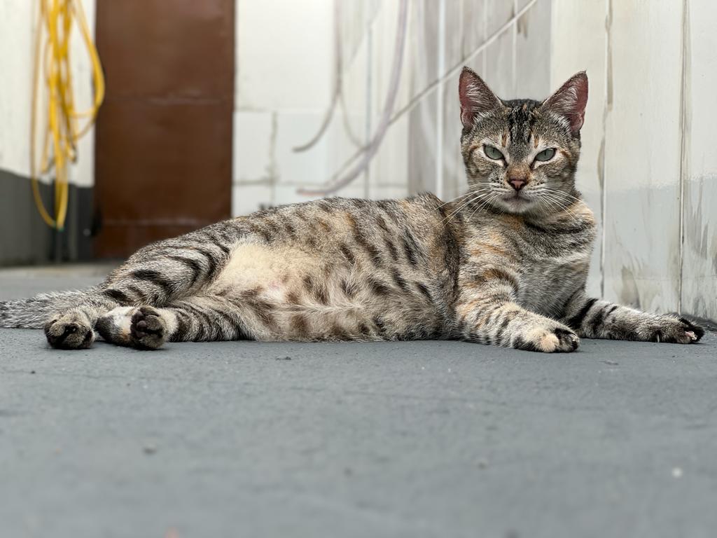 Réveillon Pet: especialistas alertam para riscos alimentares e estresse