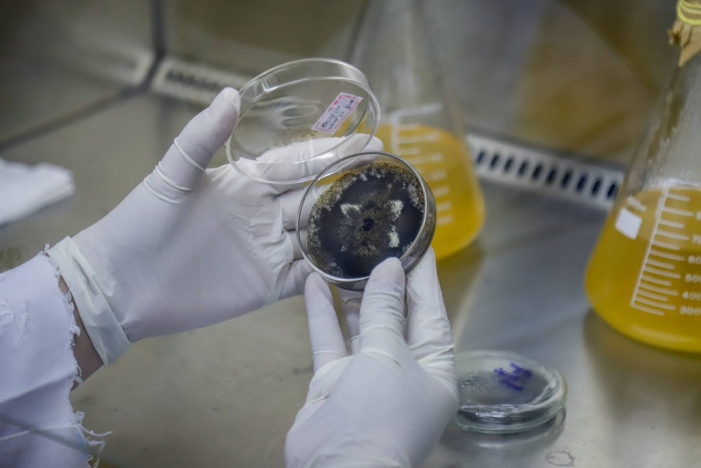 Estudo investiga uso de mandioca no tratamento de câncer de pele