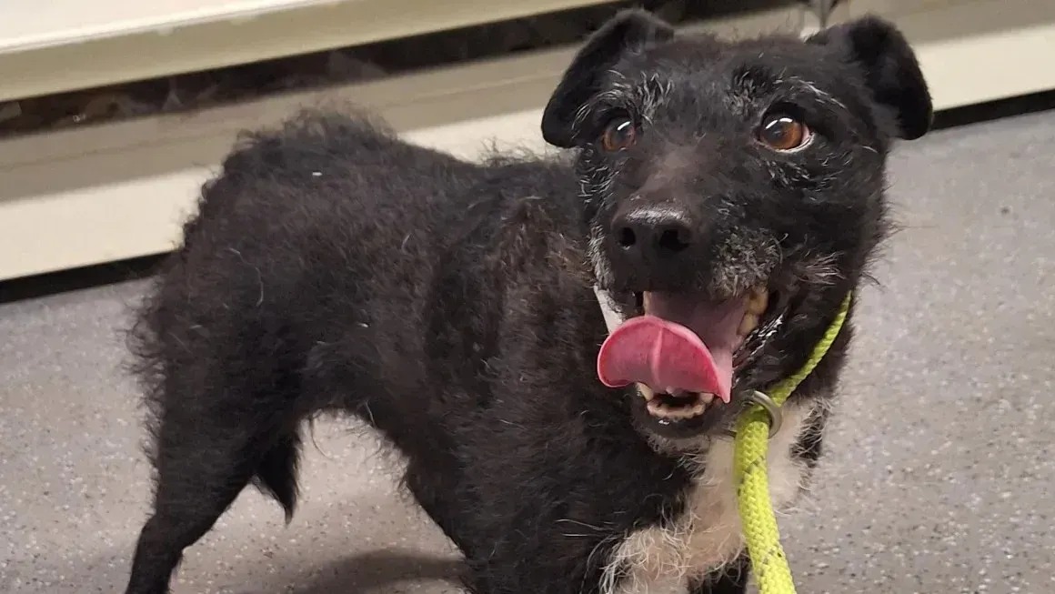 Cachorra que sobreviveu na natureza é resgatada após 7 anos desaparecida