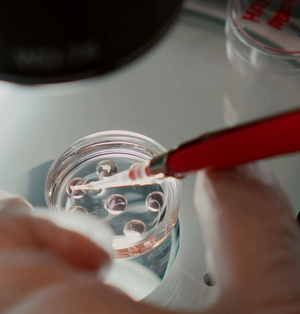 Parintins Agropecuária apresenta tecnologias para criação de animais