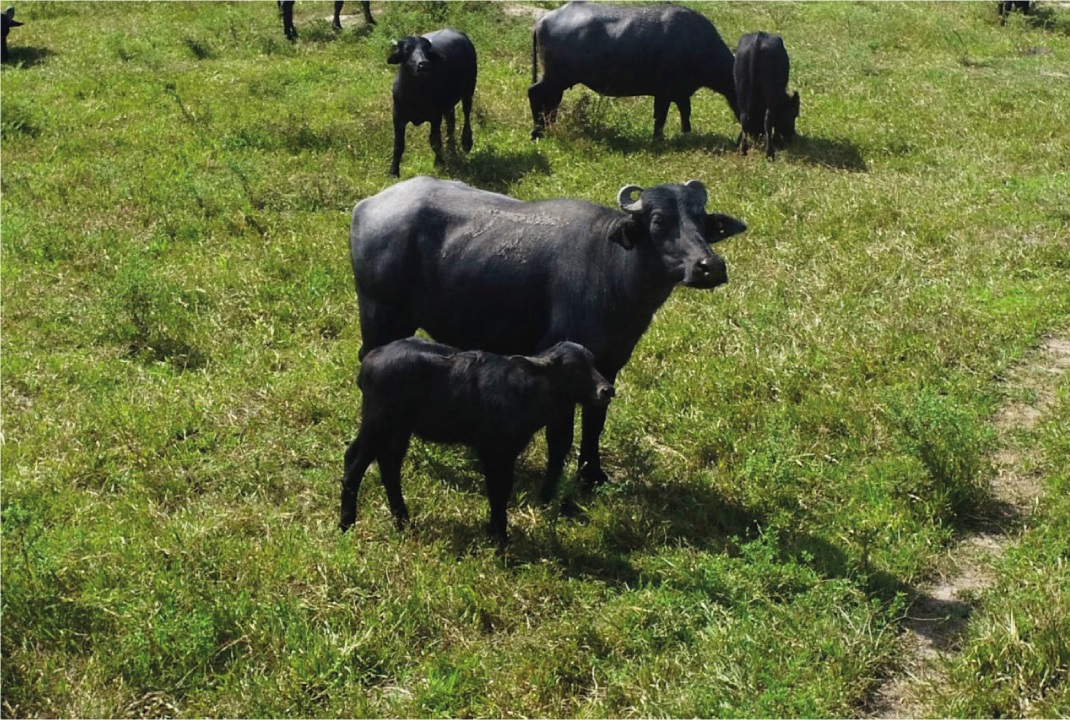 Pesquisa possibilita nascimento de primeiro búfalo de proveta da Amazônia