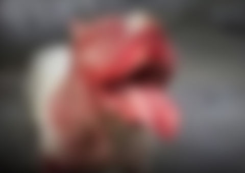 Homem é encontrado despedaçado e morto pelo próprio pit bull