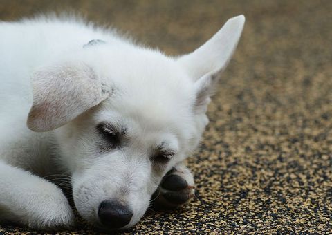 Menina de 3 anos com pés amputados ganha cão sem pata