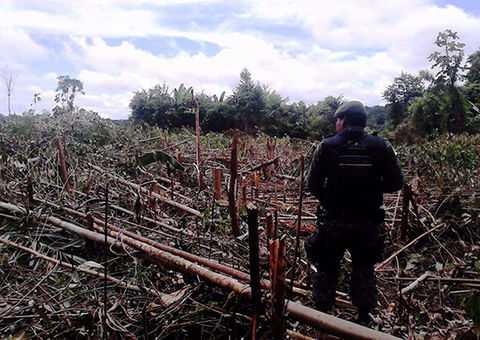 Sete são presos por crime ambiental