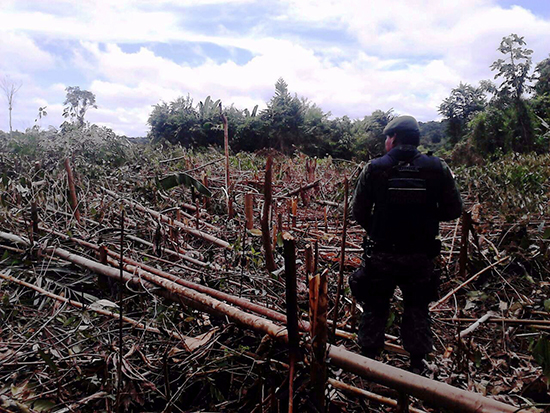 Sete são presos por crime ambiental