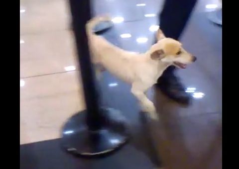  Cachorro invade cinema e tenta assistir "Vingadores 2" em Manaus