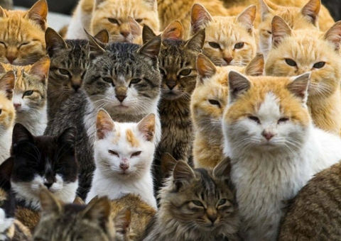Ilha japonesa possui mais gatos do que moradores humanos