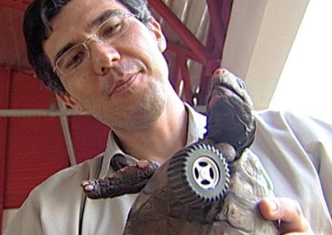 Jabuti recebe rodinha no lugar da pata amputada