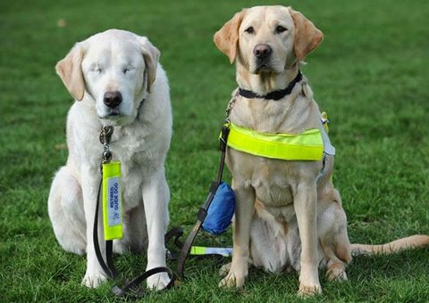 Homem não abandona seu cão-guia que ficou cego e agora os dois tem um novo cão-guia
