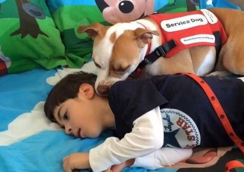 Pitbull ganha direito de levar seu dono com paralisia à escola