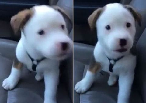 Hit na web: cãozinho soluça pela primeira vez e fica muito bravo com isso