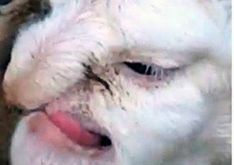 Cordeiro nasce com rosto de homem idoso e choca moradores na Rússia