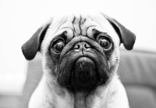 Câmara dos deputados aprova prisão para quem matar cães e gatos