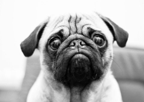 Câmara dos deputados aprova prisão para quem matar cães e gatos