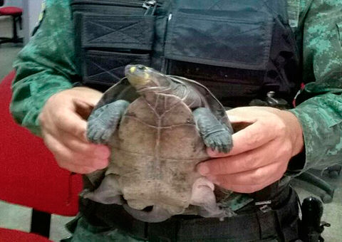 Operação Cinturão Verde apreende carne de caça