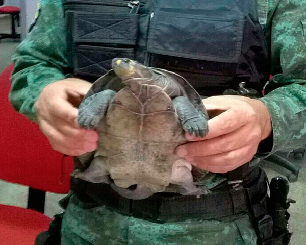 Operação Cinturão Verde apreende carne de caça