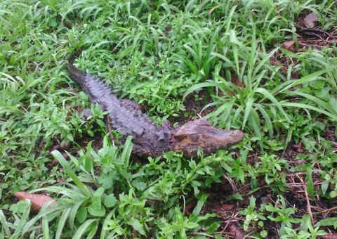 Filhote de jacaré pega banho de sol na Torquato Tapajós