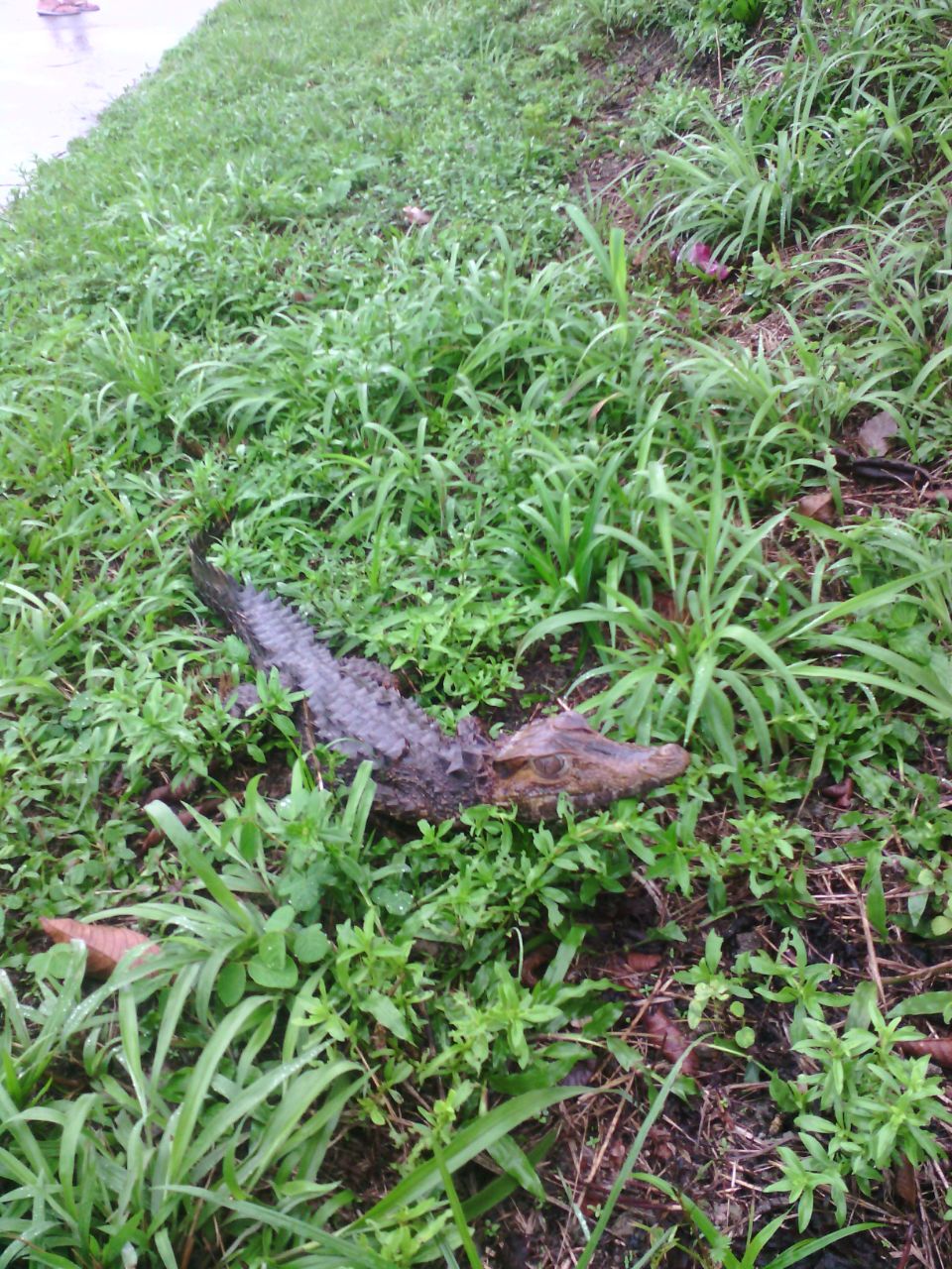 Filhote de jacaré pega banho de sol na Torquato Tapajós