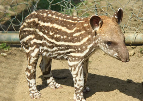 Filhote de anta é resgatado com vida