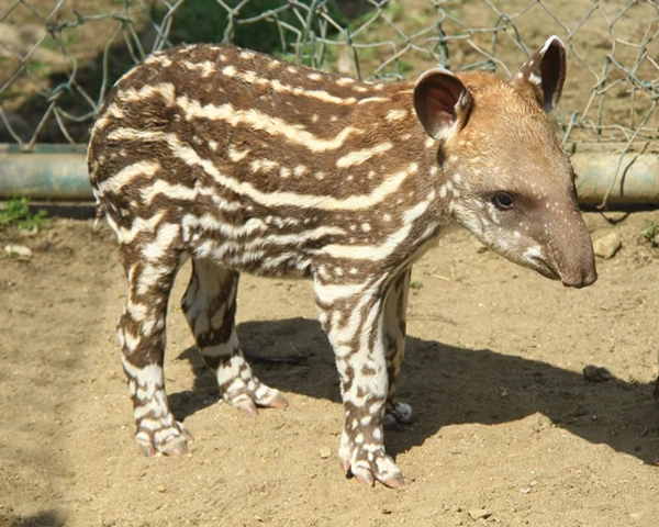 Filhote de anta é resgatado com vida